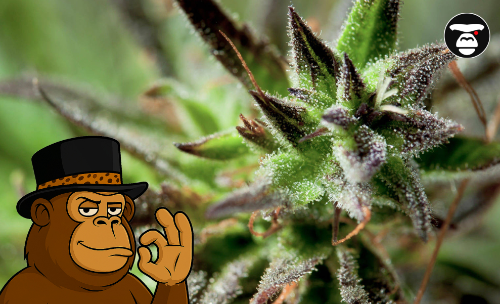 Macro view of a cannabis bud with green and dark purple coloration, heavily coated in crystalline white trichomes. A cartoon monkey in a top hat gives an 'OK' sign.