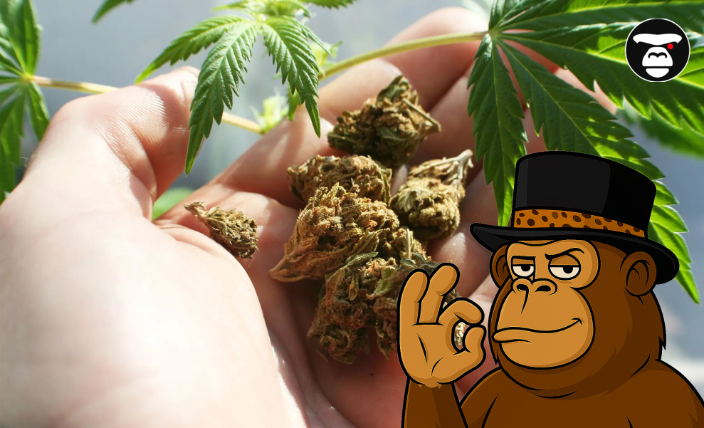 TOP 5 Weed Strains in Riverside A hand holding several dried cannabis buds, framed by fresh cannabis leaves, with the cartoon ape mascot in the corner.