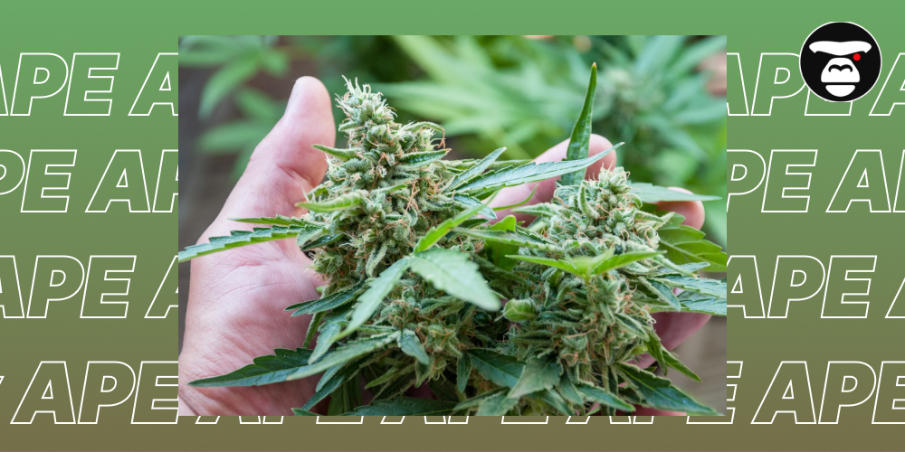 A hand holding two large, freshly harvested cannabis buds still on the stem, with a blurred green background that repeats the word 'APE'.