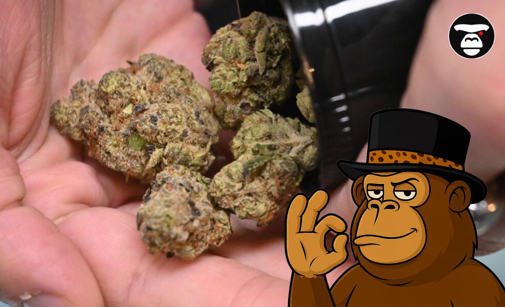 San Bernardino Weed Delivery Service A person's open hand holding several dense, high-quality cannabis flower nugs