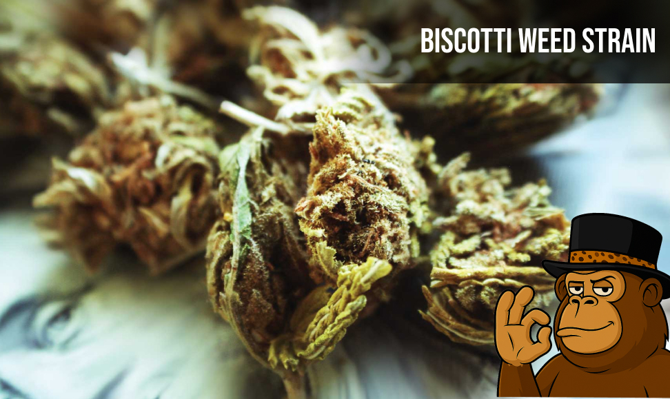 Biscotti Weed Strain 2025 Close-up of multiple amber-toned cannabis buds covered in white trichomes. Text banner reads: 'BISCOTTI WEED STRAIN'.