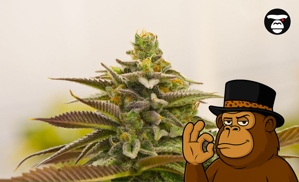 Close-up of a dense, conical cannabis bud covered in white trichomes and bright orange/amber pistils, set against a light background.