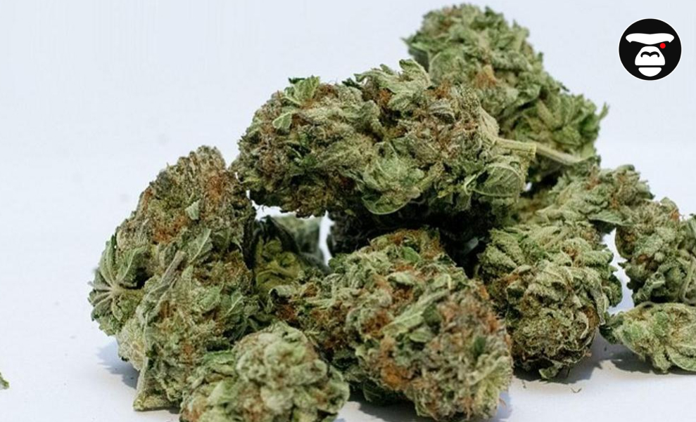 Close-up of high-quality, dense cannabis flower nugs piled on a plain white background