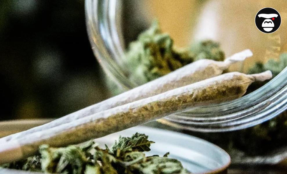 A close-up shot of two neatly rolled cannabis pre-rolls resting against a clear glass jar, which is tipped over and contains more cannabis flower buds.