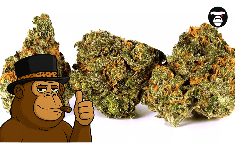 Biscotti Weed Strain 2025 Three large, bright green cannabis buds with orange hairs, next to a cartoon ape giving a thumbs up.