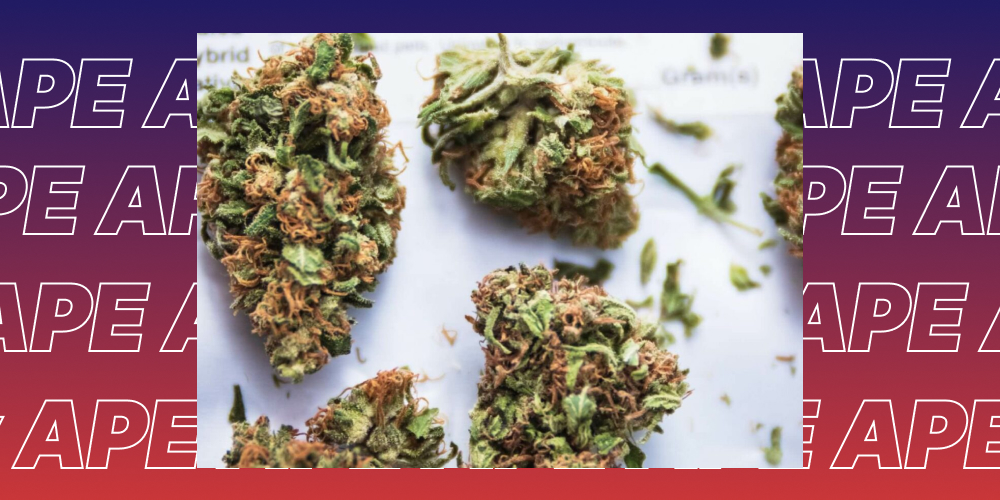 A close-up shot of several cannabis buds with orange pistils and visible trichomes resting on a white surface, with a repetitive 'APE' watermark in the background.
