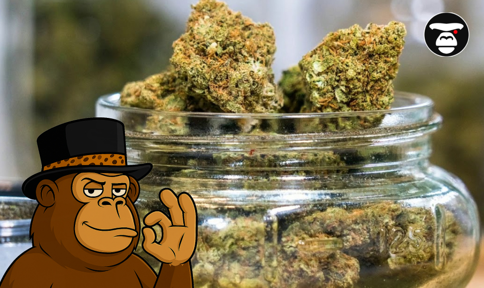 Weed Delivery and Dispensaries in Riverside Close-up of large, dense cannabis buds stored in a clear glass jar, with the stylized ape mascot.