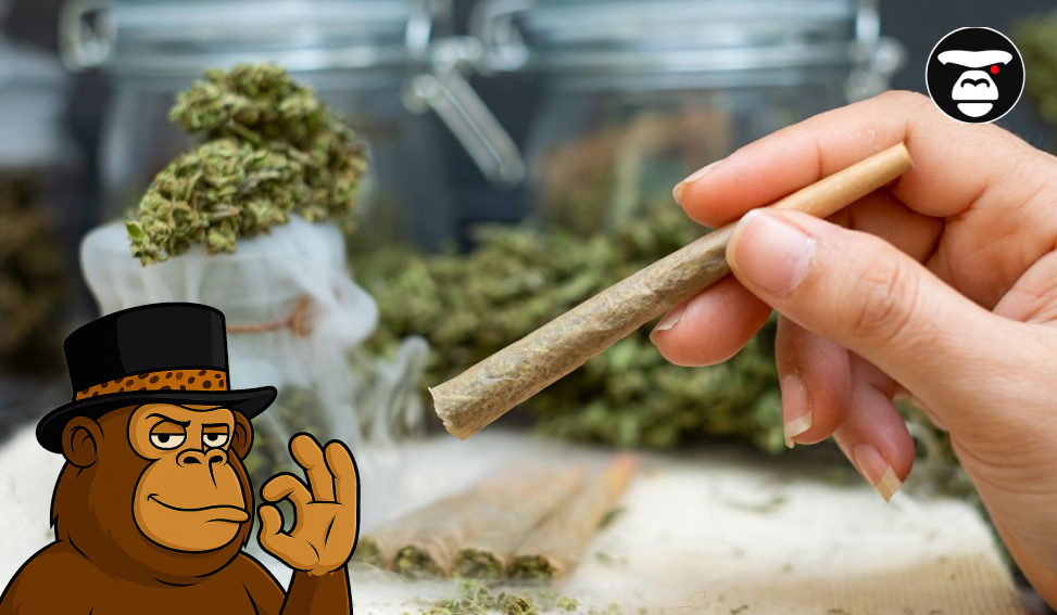 Ape Premium Pre-rolls: Smooth, Strong, and Stylish Hand holding a ready-to-smoke Ape Pre-roll with jars of cannabis in the background.