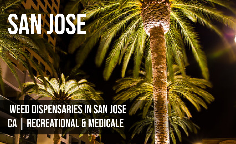 A close-up, dramatic photo of illuminated palm trees at night. White text on the image reads "SAN JOSE" at the top and "WEED DISPENSARIES IN SAN JOSE CA | RECREATIONAL & MEDICALE" at the bottom.