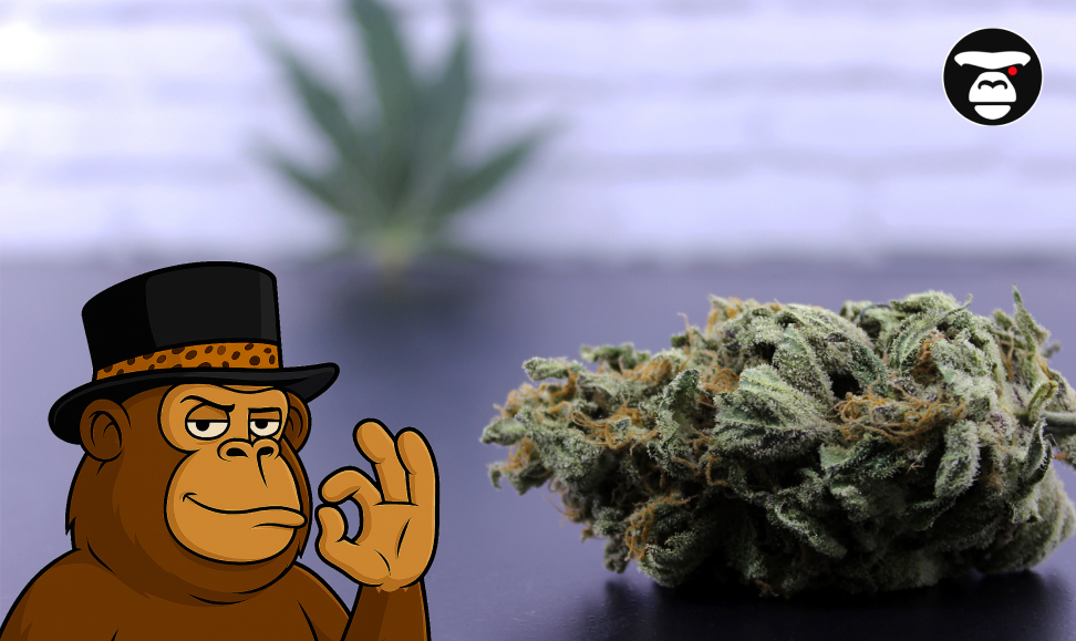 Close-up of a dense, frosted cannabis bud next to the APE mascot