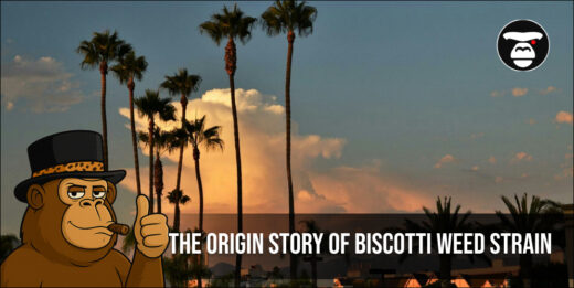The Origin Story of Biscotti Weed Strain