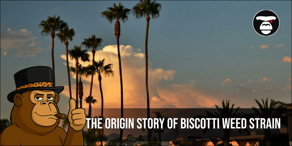 The Origin Story of Biscotti Weed Strain