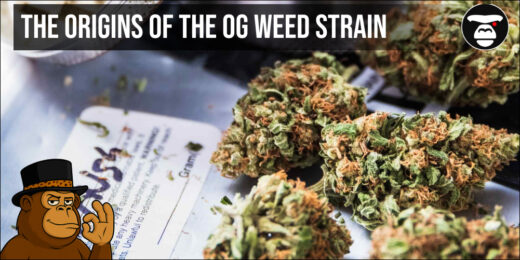 The Origins of the OG Weed Strain