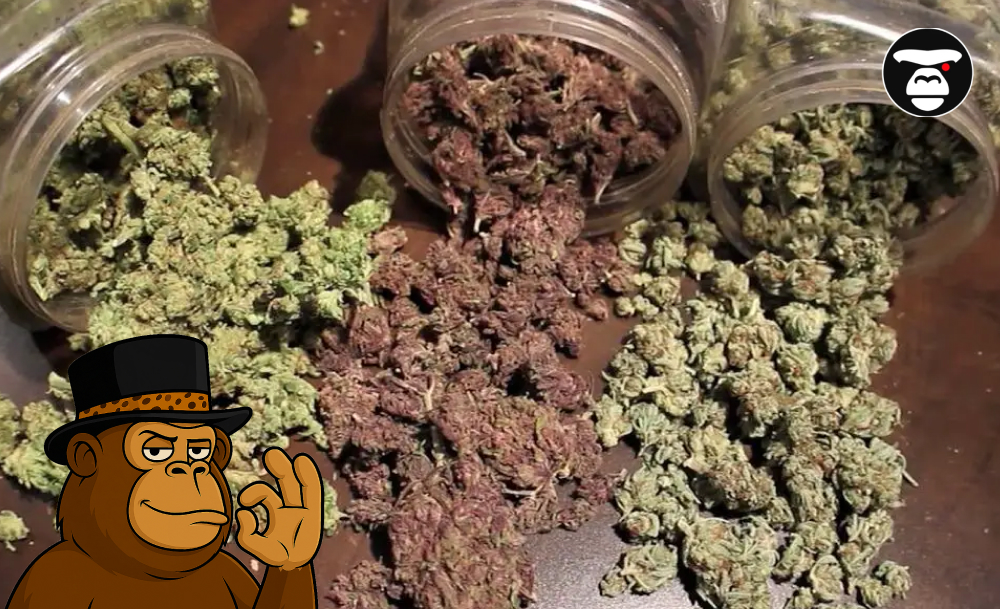 Top 5 Flower Weed Strains in San Bernardino Three clear jars of cannabis flower tipped over, spilling green and purple buds.