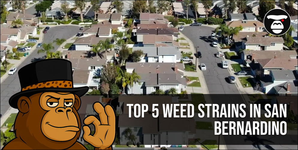  Top 5 Weed Strains in San Bernardino