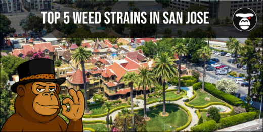 Top 5 Weed Strains in San Jose