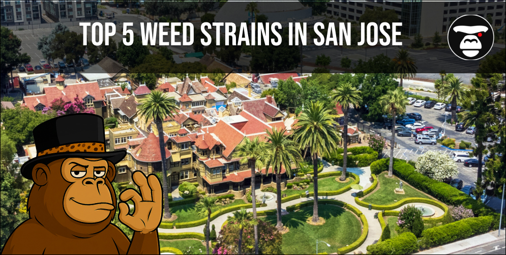 Top 5 Weed Strains in San Jose