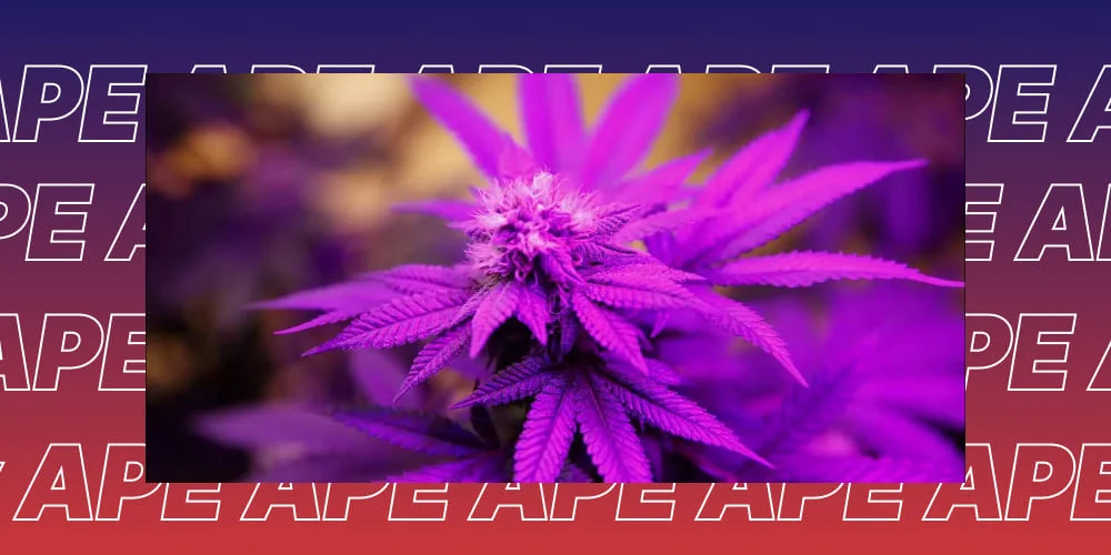 Can I take THCA on a plane? Customs Inspection of Cannabis Jar