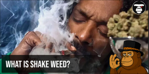 What Is Shake Weed