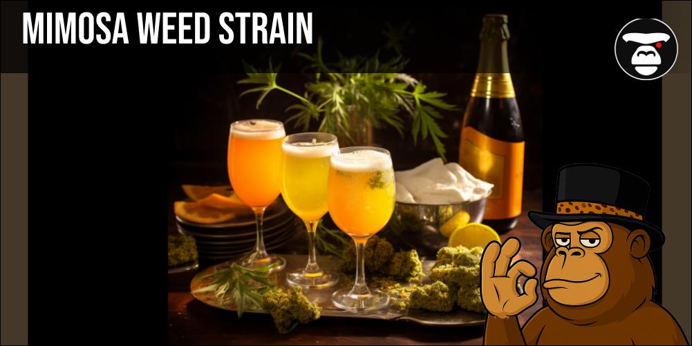 mimosa weed strain