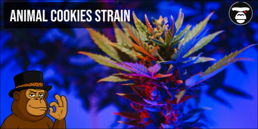 Animal Cookies Strain
