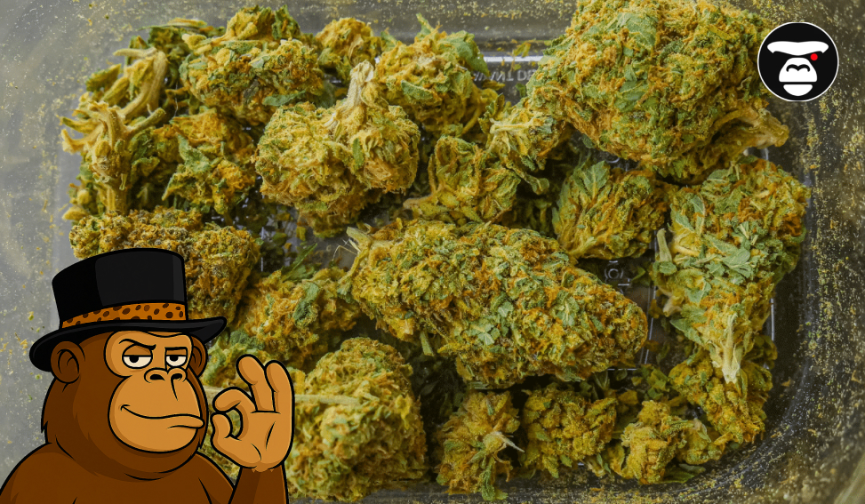 A large quantity of bright green and yellow-orange cannabis buds (nugs) loosely packed inside a clear, plastic storage container. The cartoon monkey in a top hat is in the lower left, giving an 'OK' sign.