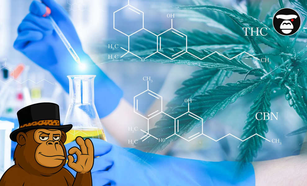 Laboratory setting with a scientist, chemical structures of THC and CBN, and a cannabis plant leaf.