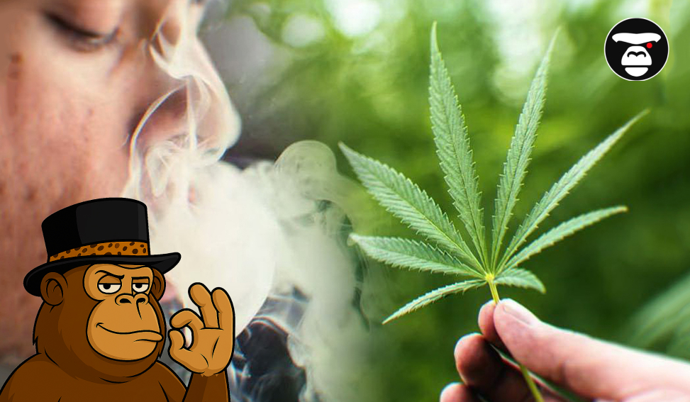 6 Marijuana Myths and Facts: What Science Says A person exhaling a cloud of smoke/vapor on the left, while a hand holds a fresh cannabis fan leaf on the right.