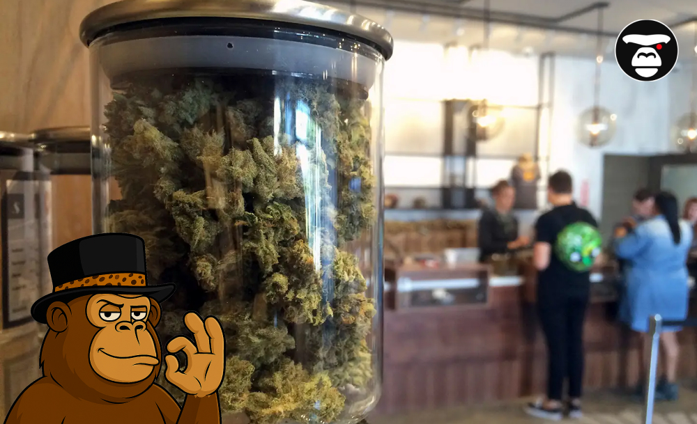 A large glass jar filled with cannabis flower buds on display inside a retail cannabis dispensary.