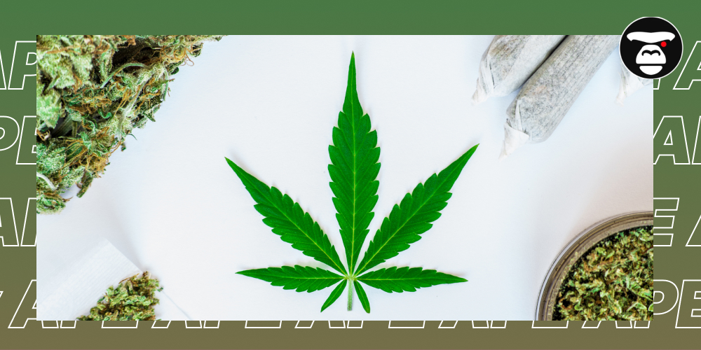 Weed Delivery Services in Sacramento A close-up flat lay of a cannabis leaf, dried marijuana buds, and two rolled joints on a white background.