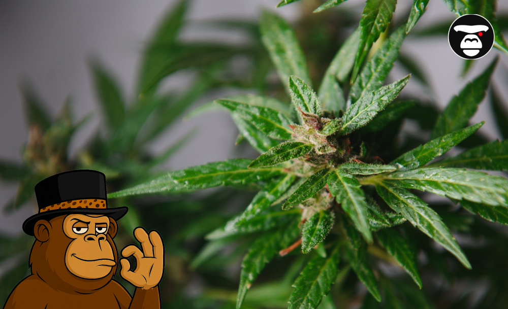 Animal Cookies Strain Close-up of a cannabis plant top bud (cola) showing young flower development and trichomes.