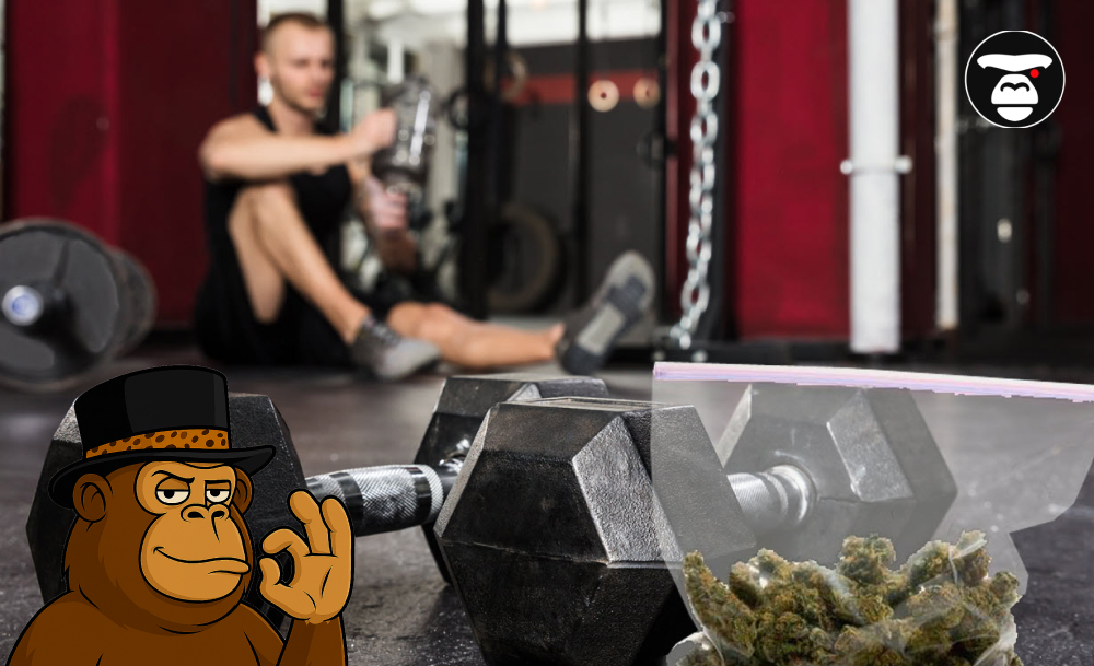 Fitness setting with heavy dumbbells in the foreground and a bag of cannabis flower. A person rests in the blurred background.