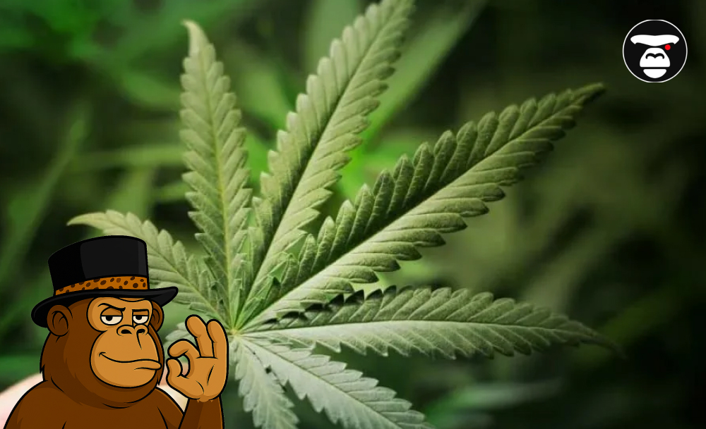 Which varieties lift your spirits and give you energy