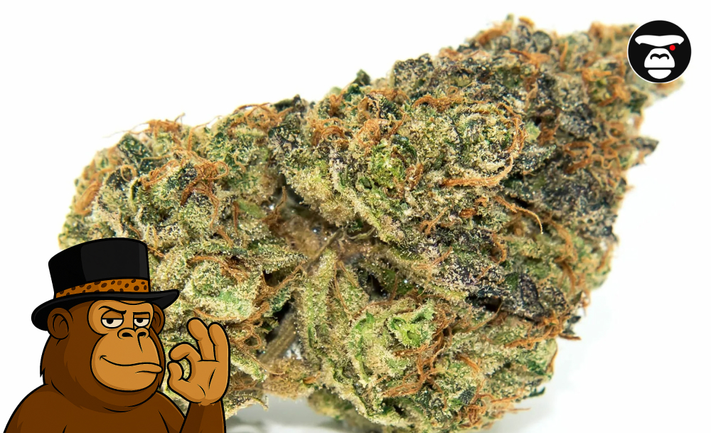 The Best Hybrid Weed Strains in 2025