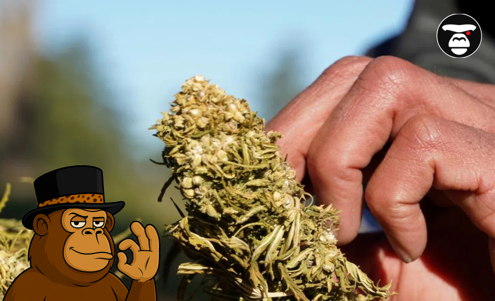 A hand holding a dried or mature cannabis/hemp flower, close-up outdoors.