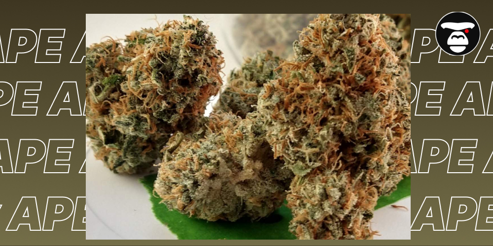 A cluster of cannabis buds with a heavy layer of white trichomes and bright orange hairs, set against a dark, branded background.