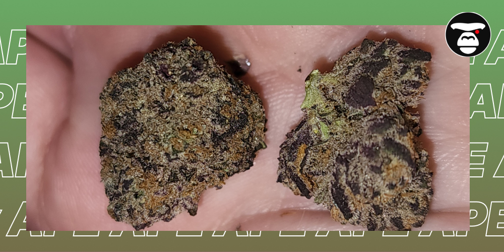 Animal Cookies Strain Two dark-colored, dense cannabis flower buds held in the palm of a hand.