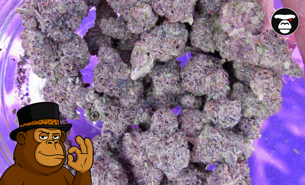 Animal Cookies Strain Overhead view of deep purple and green cannabis buds filling a clear jar or container.