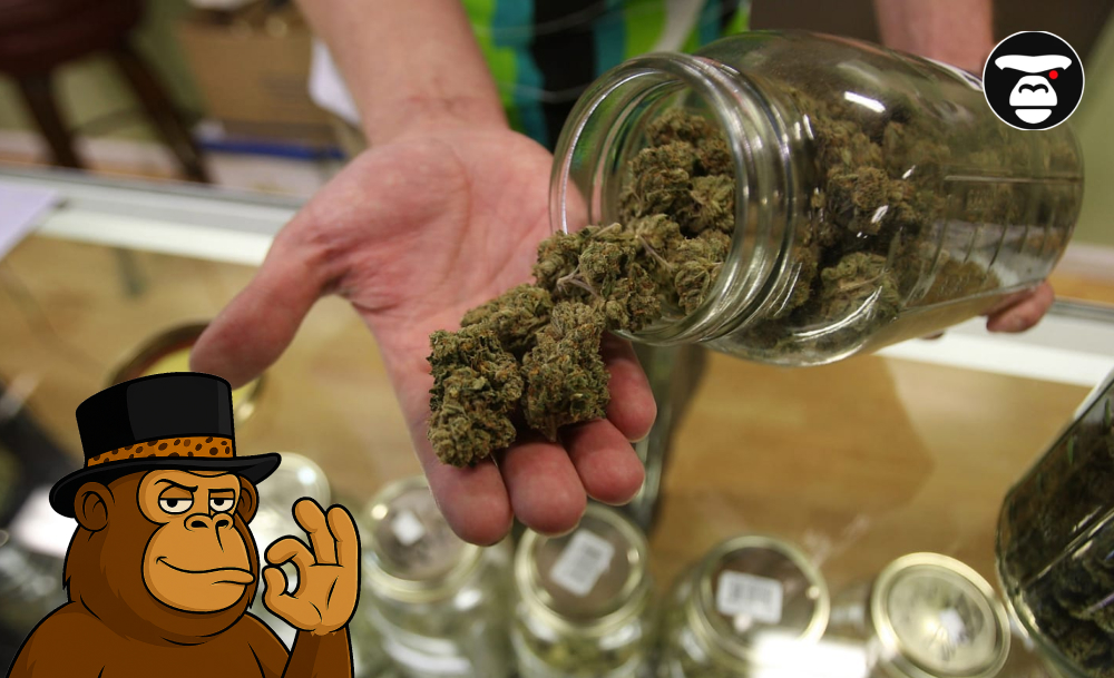 Close-up of hands pouring dried cannabis flower from a large glass jar onto an open palm for inspection.