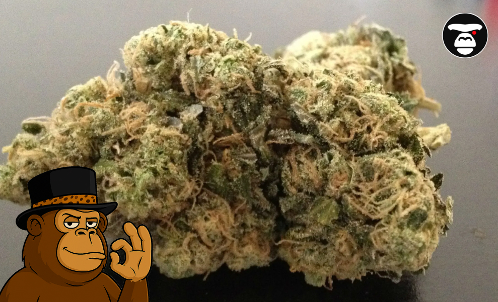 A close-up of a lighter-colored, fluffy cannabis bud covered in white trichomes, against a dark background, with a cartoon ape mascot.