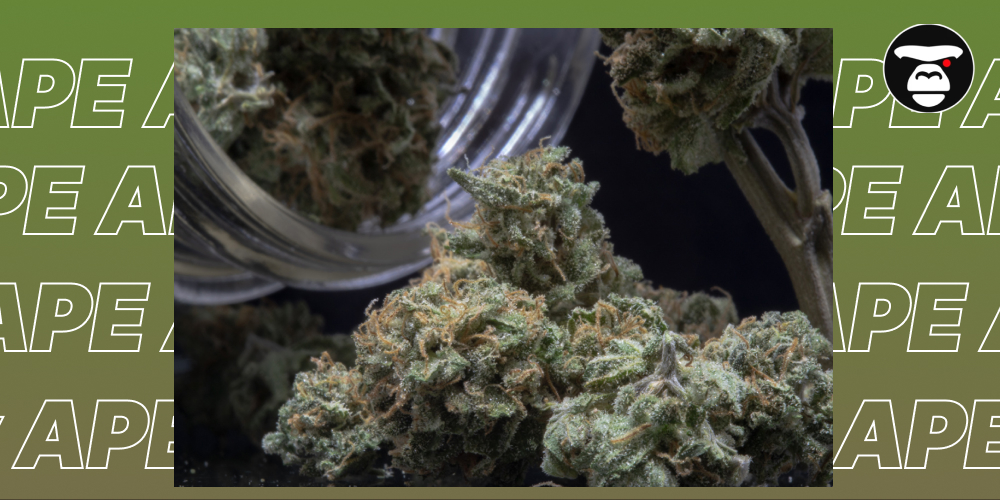 A pile of cannabis buds spilling out of an overturned glass jar, set against a dark, olive-green background with repeated 'APE' text, and a small ape logo.