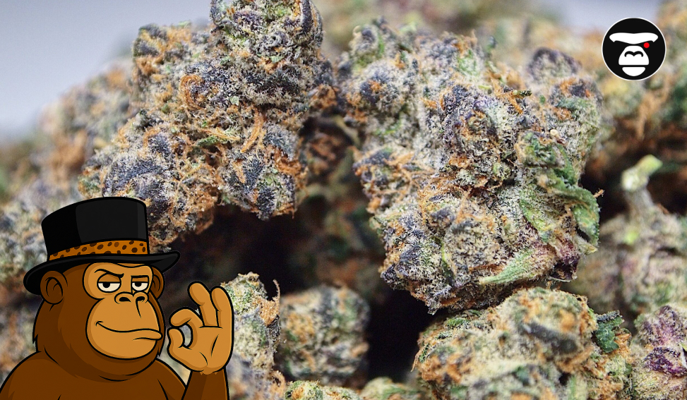 Animal Cookies Strain Animal Cookies Strain