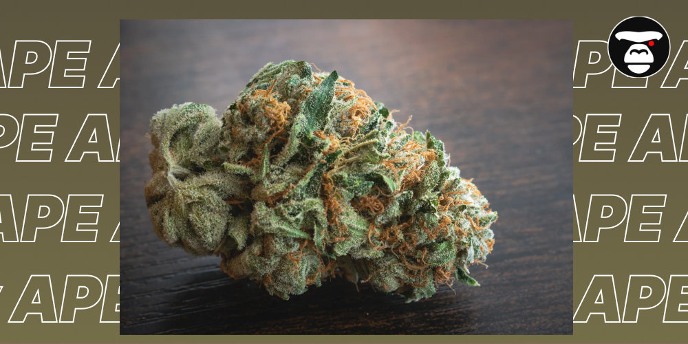 Gelonade Weed Strain Extreme close-up of a single, vibrant Gelonade cannabis flower showcasing dense structure and bright orange-red pistils.