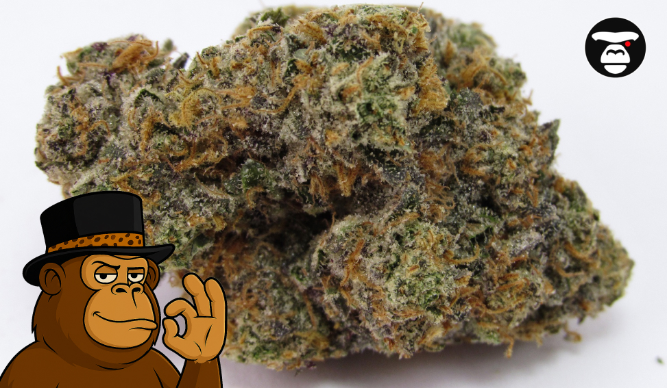 Gelonade Weed Strain Macro shot of a Gelonade nug on a white background, revealing green, dark purple, and abundant white trichome coverage.