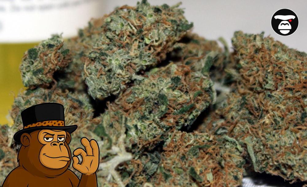 Gelonade Weed Strain Gelonade Weed Strain