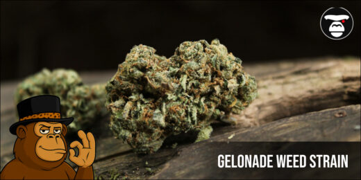 Gelonade Weed Strain