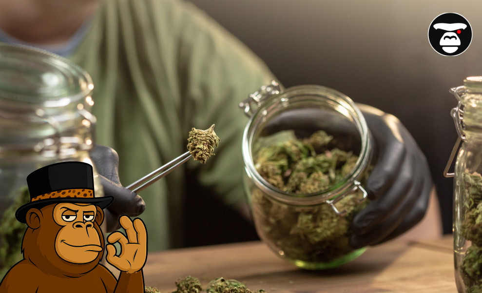 A gloved hand using tweezers to place a cannabis bud into a large glass jar filled with other buds, with a cartoon monkey overlay.
