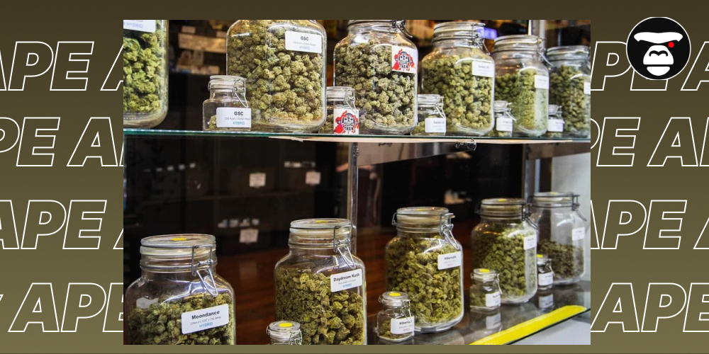 Display shelf showing many glass jars filled with various labeled cannabis strains.