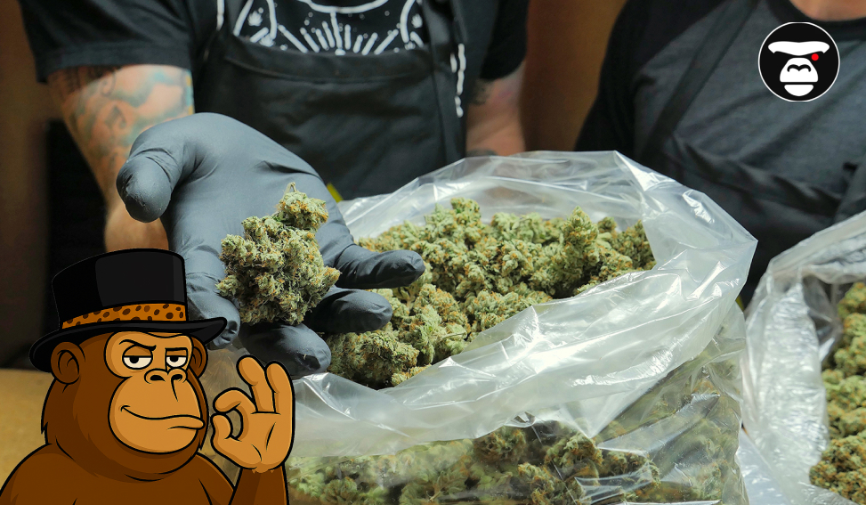 Gloved hand holding a large cannabis bud over a large plastic bag full of marijuana buds.