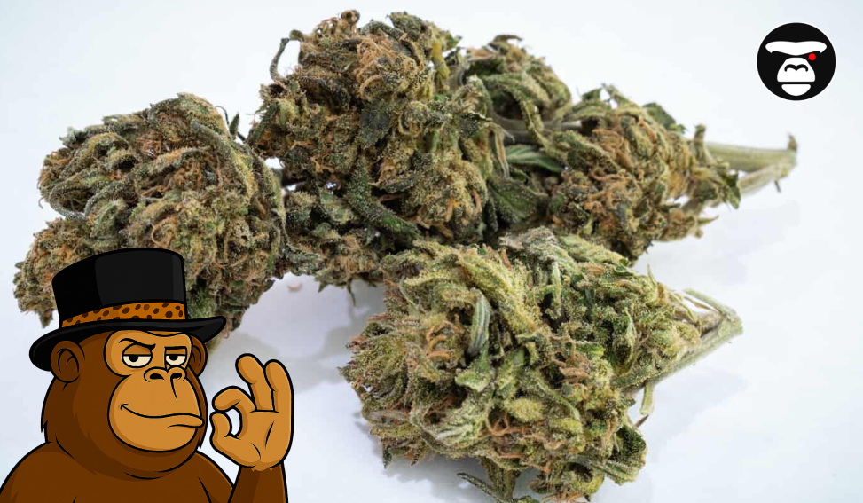 A small cluster of large, dried cannabis buds sitting on a plain white surface.